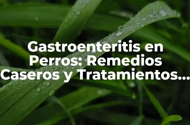 Gastroenteritis en Perros: Remedios Caseros y Tratamientos Naturales