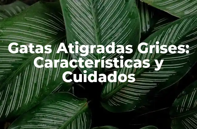 Gatas Atigradas Grises: Características y Cuidados