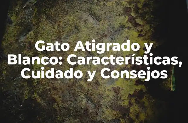 Orígenes y Desarrollo del Gato Atigrado y Blanco