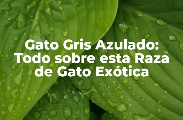Gato Gris Azulado: Todo sobre Esta Raza de Gato Exótica