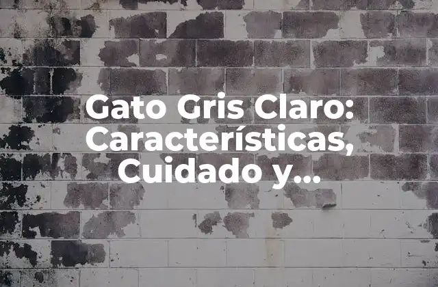 Gato Gris Claro: Características, Cuidado y Curiosidades 2 Orígenes y Raza del Gato Gris Claro