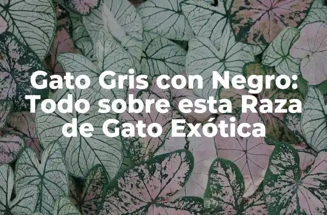 Gato Gris con Negro: Todo sobre Esta Raza de Gato Exótica