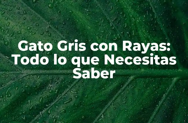 Gato Gris con Rayas: Todo Lo que Necesitas Saber 2 Orígenes de los Gatos Grises con Rayas