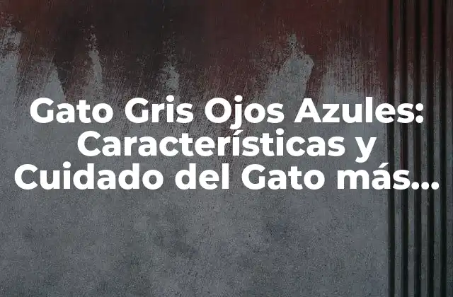 Gato Gris Ojos Azules: Características y Cuidado Del Gato Más Hermoso