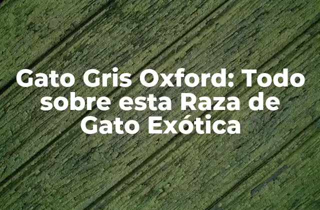 Gato Gris Oxford: Todo sobre Esta Raza de Gato Exótica