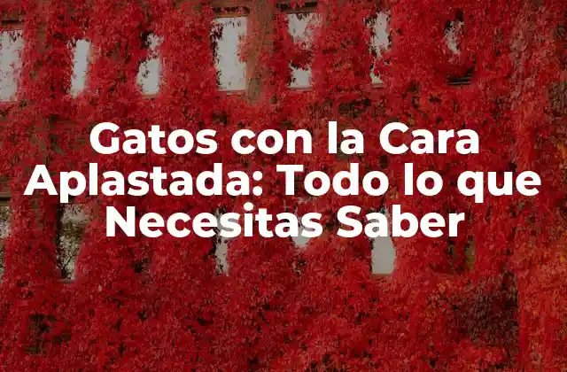 Gatos con la Cara Aplastada: Todo Lo que Necesitas Saber