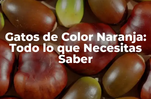Gatos de Color Naranja: Todo Lo que Necesitas Saber