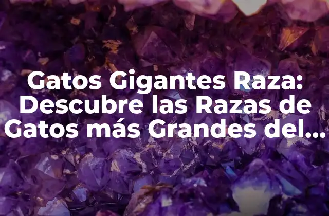 Gatos Gigantes Raza: Descubre las Razas de Gatos Más Grandes Del Mundo