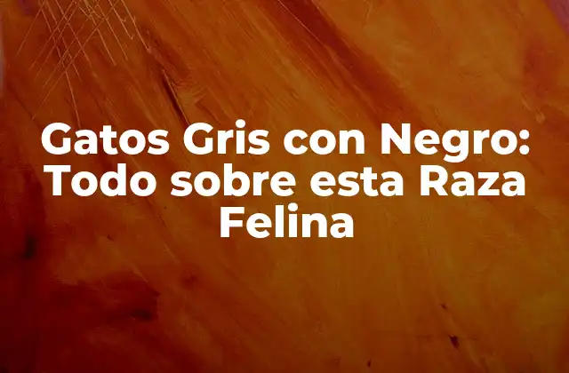 Gatos Gris con Negro: Todo sobre Esta Raza Felina