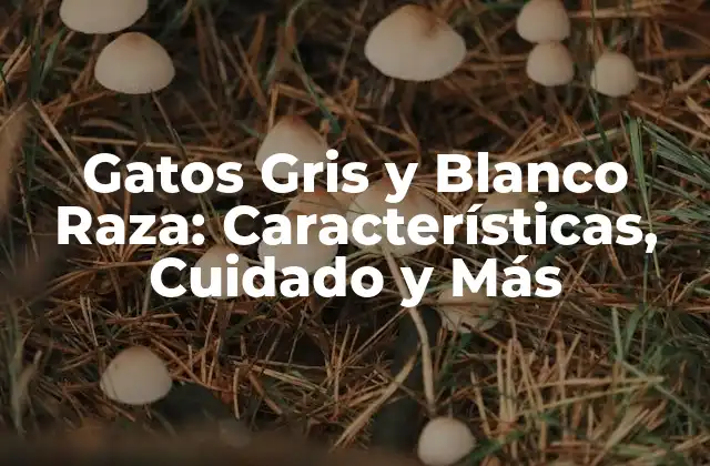 Gatos Gris y Blanco Raza: Características, Cuidado y Más