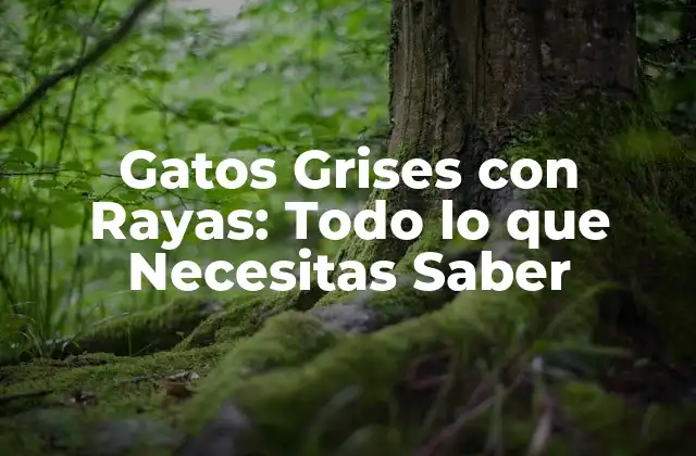Gatos Grises con Rayas: Todo Lo que Necesitas Saber 2 Orígenes de los Gatos Grises con Rayas