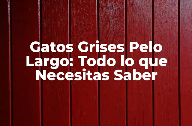 Gatos Grises Pelo Largo: Todo Lo que Necesitas Saber