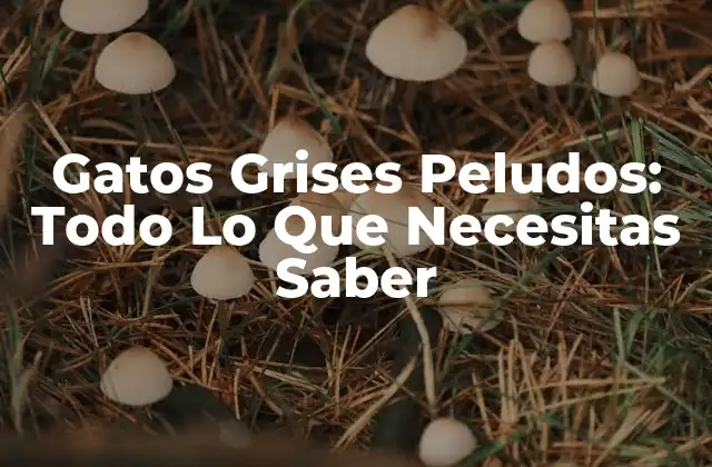 Gatos Grises Peludos: Todo Lo que Necesitas Saber