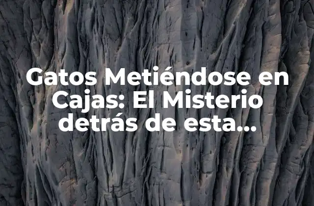 Gatos Metiéndose en Cajas: el Misterio Detrás de Esta Conducta