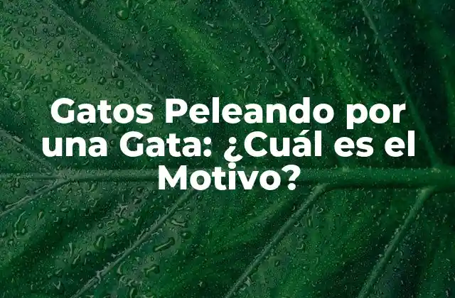 Gatos Peleando por una Gata: ¿cuál es el Motivo?