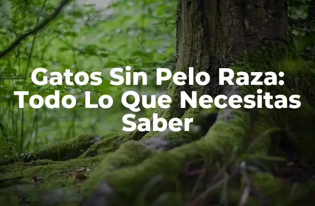 Gatos sin Pelo Raza: Todo Lo que Necesitas Saber