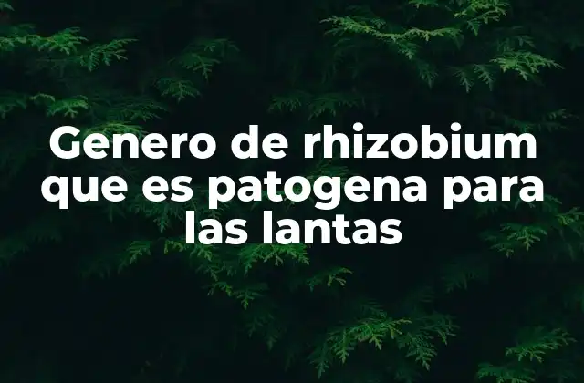 Cómo las bacterias del género Rhizobium interactúan con las lantas