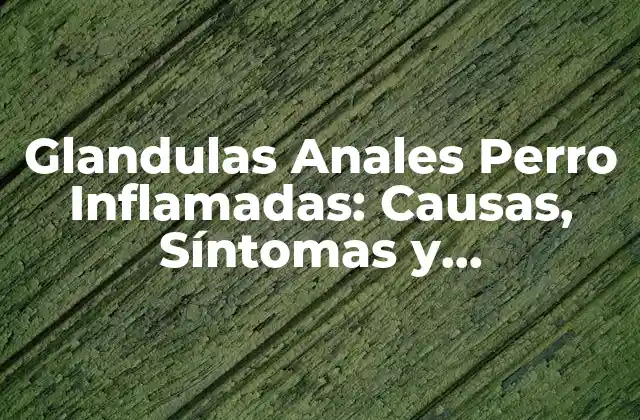 Glandulas Anales Perro Inflamadas: Causas, Síntomas y Tratamiento