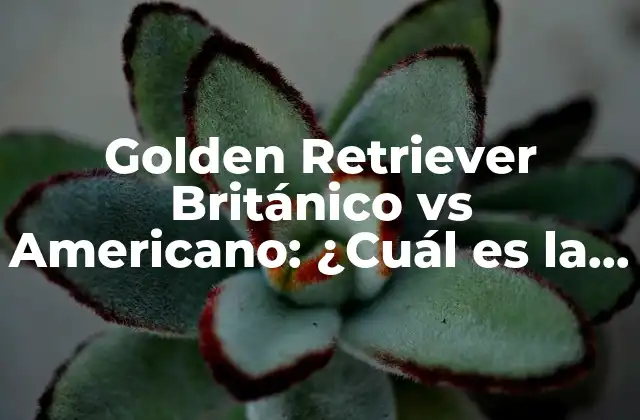 Golden Retriever Británico Vs Americano: ¿cuál es la Diferencia?