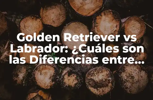 Golden Retriever Vs Labrador: ¿cuáles Son las Diferencias entre Estas Razas de Perros?