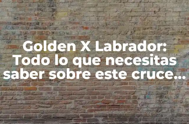 Golden X Labrador: Todo Lo que Necesitas Saber sobre Este Cruce de Razas