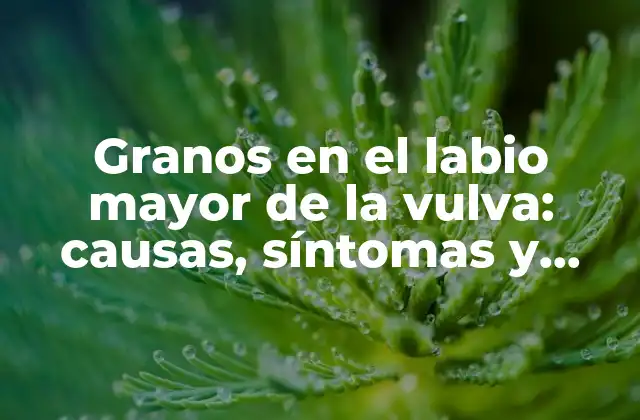 Granos en el Labio Mayor de la Vulva: Causas, Síntomas y Tratamiento