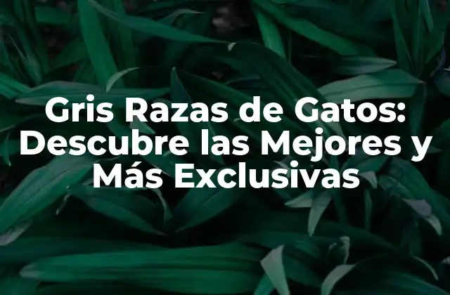 Gris Razas de Gatos: Descubre las Mejores y Más Exclusivas
