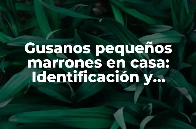 Gusanos Pequeños Marrones en Casa: Identificación y Soluciones Efectivas 2 ¿Qué son los gusanos pequeños marrones en casa?
