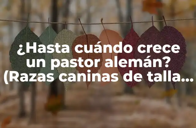 ¿hasta Cuándo Crece un Pastor Alemán? (razas Caninas de Talla Grande)