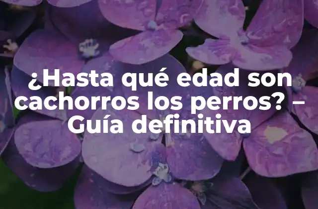 Definición de cachorro