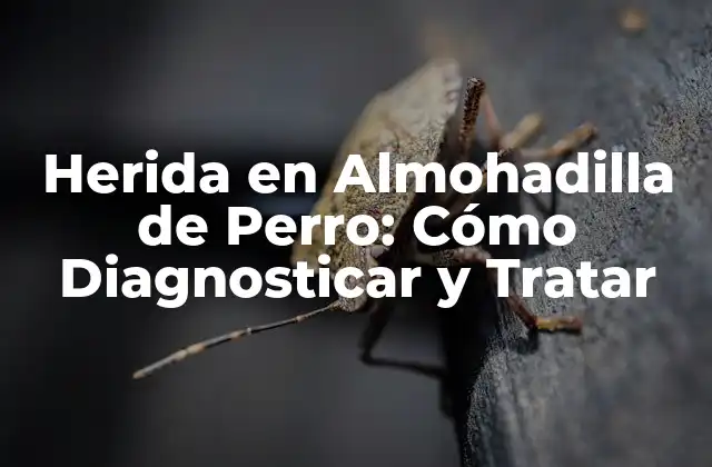 Herida en Almohadilla de Perro: Cómo Diagnosticar y Tratar