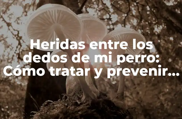 Heridas entre los Dedos de Mi Perro: Cómo Tratar y Prevenir Lesiones Comunes