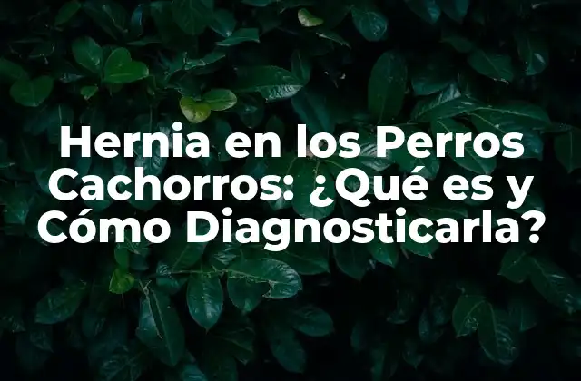 Hernia en los Perros Cachorros: ¿qué es y Cómo Diagnosticarla?