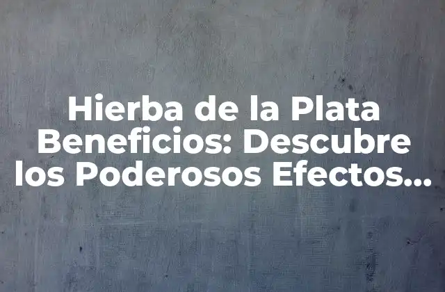 Hierba de la Plata Beneficios: Descubre los Poderosos Efectos de Esta Planta Natural