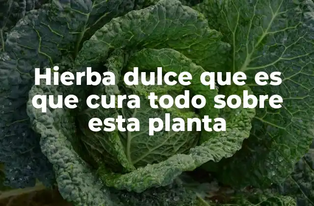 Hierba Dulce que es que Cura Todo sobre Esta Planta 2 La hierba dulce en la medicina ancestral