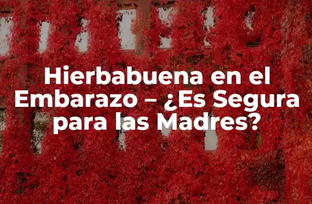 Hierbabuena en el Embarazo – ¿es Segura para las Madres?