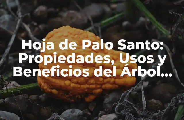 Hoja de Palo Santo: Propiedades, Usos y Beneficios Del Árbol Sagrado