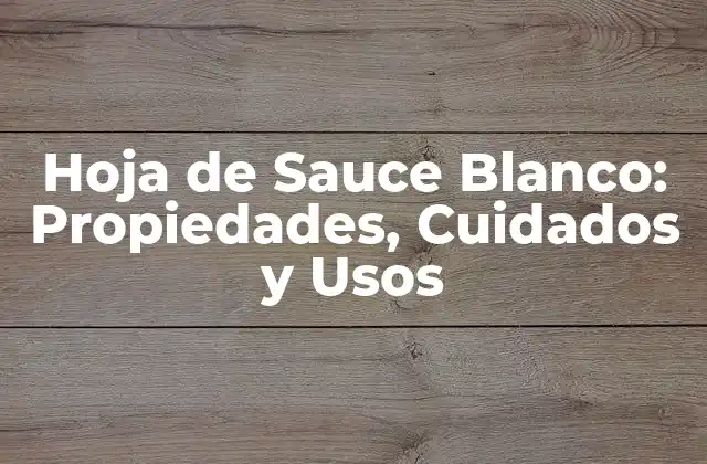 Hoja de Sauce Blanco: Propiedades, Cuidados y Usos