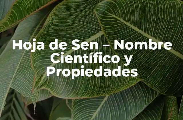 Hoja de Sen – Nombre Científico y Propiedades