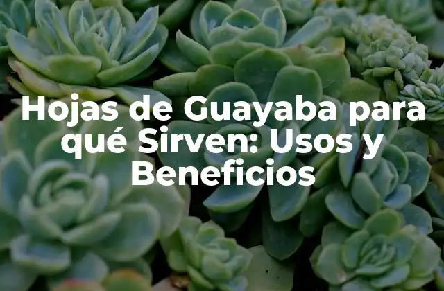 Hojas de Guayaba para Qué Sirven: Usos y Beneficios 2 Propiedades Medicinales de las Hojas de Guayaba