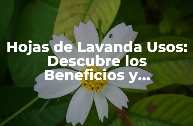 Hojas de Lavanda Usos: Descubre los Beneficios y Aplicaciones de Esta Planta Milagrosa