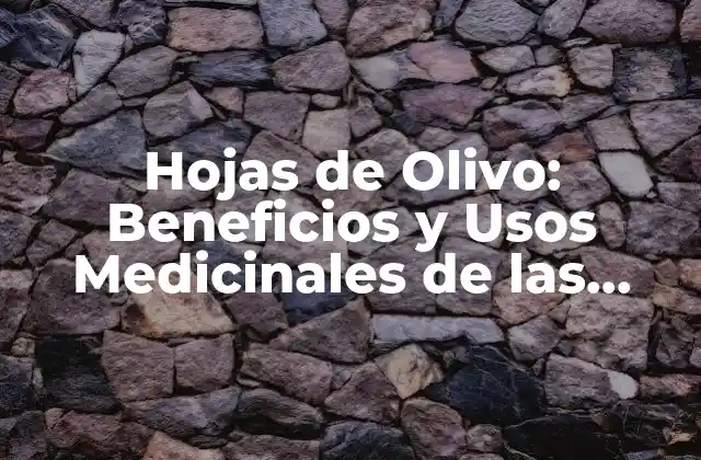Hojas de Olivo: Beneficios y Usos Medicinales de las Hojas de Olivo