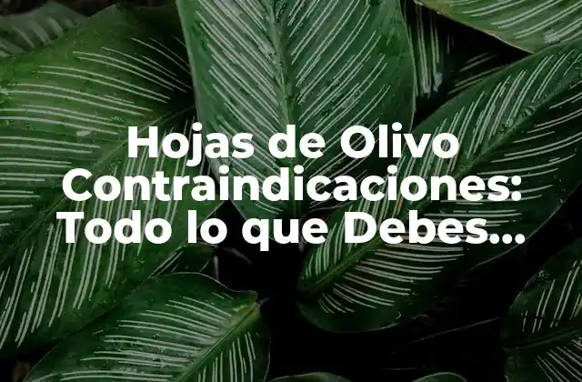 Hojas de Olivo Contraindicaciones: Todo Lo que Debes Saber
