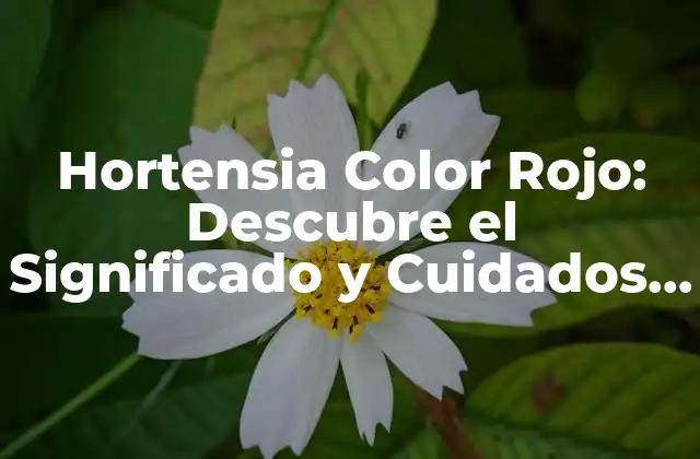 Hortensia Color Rojo: Descubre el Significado y Cuidados de Esta Bella Flor