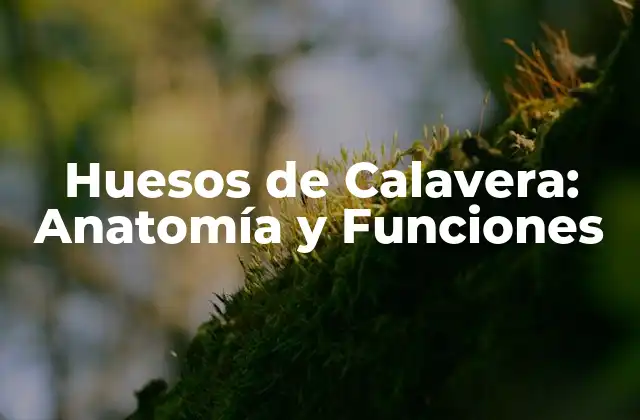Huesos de Calavera: Anatomía y Funciones