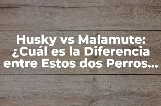 Husky Vs Malamute: ¿cuál es la Diferencia entre Estos Dos Perros de Trineo?