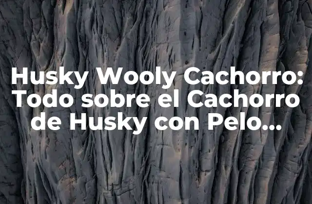 Husky Wooly Cachorro: Todo sobre el Cachorro de Husky con Pelo Lanudo