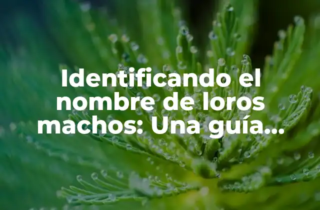 Características físicas de los loros machos