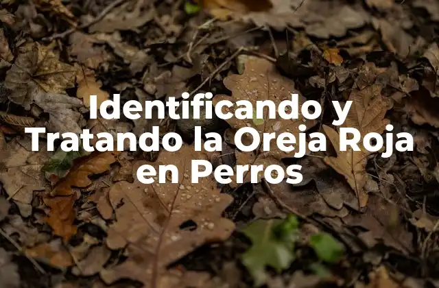 Identificando y Tratando la Oreja Roja en Perros 2 Causas de la Oreja Roja en Perros