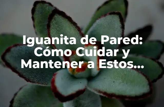 Iguanita de Pared: Cómo Cuidar y Mantener a Estos Fascinantes Reptiles